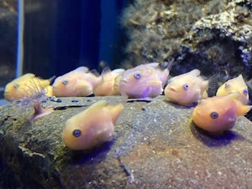 新江ノ島水族館に投稿された画像（2022/1/10）