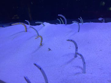 マリンワールド海の中道に投稿された画像（2022/1/11）