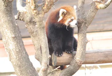 天王寺動物園に投稿された画像（2022/1/11）