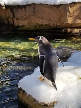 那須どうぶつ王国に投稿された画像（2022/1/11）