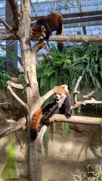 神戸どうぶつ王国に投稿された画像（2022/1/11）