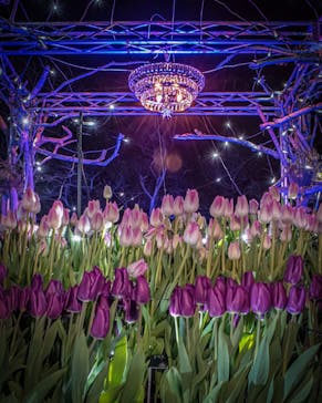 江の島シーキャンドルに投稿された画像（2022/1/11）