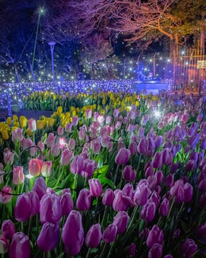 江の島シーキャンドルに投稿された画像（2022/1/11）