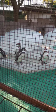 天王寺動物園に投稿された画像（2022/1/11）