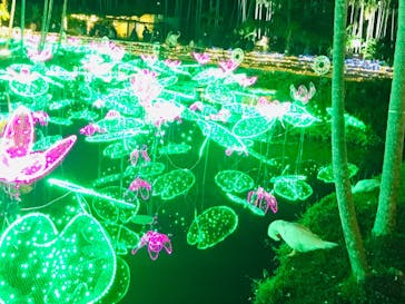 美らヤシパークオキナワ・東南植物楽園に投稿された画像（2022/1/11）