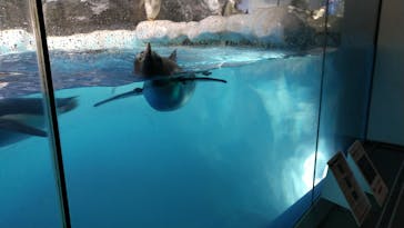 名古屋港水族館に投稿された画像（2022/1/11）