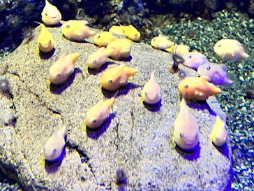 新江ノ島水族館に投稿された画像（2022/1/11）