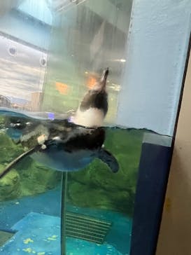 新江ノ島水族館に投稿された画像（2022/1/11）