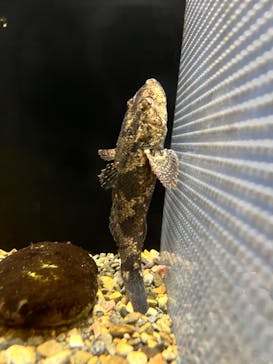 新江ノ島水族館に投稿された画像（2022/1/11）