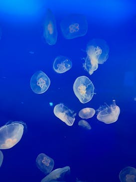 新江ノ島水族館に投稿された画像（2022/1/11）