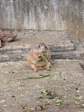 伊豆シャボテン動物公園に投稿された画像（2022/1/11）