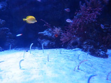 マクセル アクアパーク品川に投稿された画像（2022/1/12）