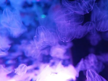 マクセル アクアパーク品川に投稿された画像（2022/1/12）