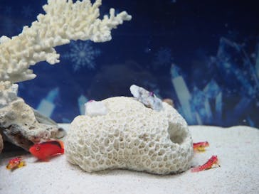 マクセル アクアパーク品川に投稿された画像（2022/1/12）