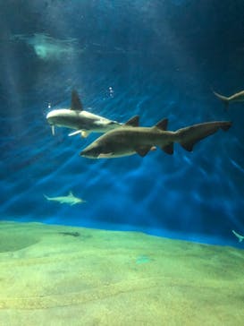 アクアワールド茨城県大洗水族館に投稿された画像（2022/1/12）