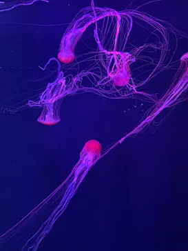 すみだ水族館に投稿された画像（2022/1/12）