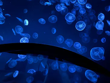 すみだ水族館に投稿された画像（2022/1/12）