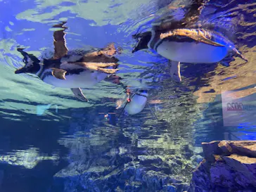 すみだ水族館に投稿された画像（2022/1/12）