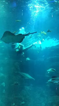 新江ノ島水族館に投稿された画像（2022/1/12）