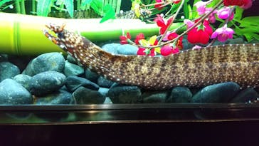 新江ノ島水族館に投稿された画像（2022/1/12）