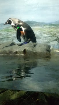 新江ノ島水族館に投稿された画像（2022/1/12）