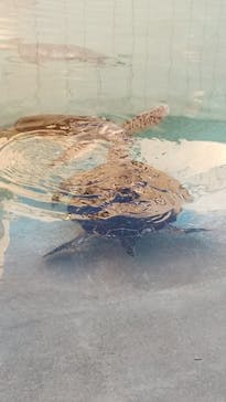 新江ノ島水族館に投稿された画像（2022/1/12）