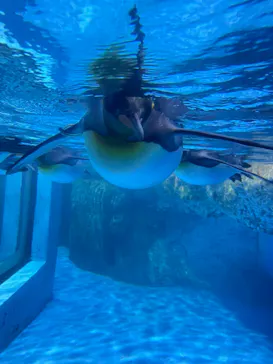 横浜・八景島シーパラダイスに投稿された画像（2022/1/12）