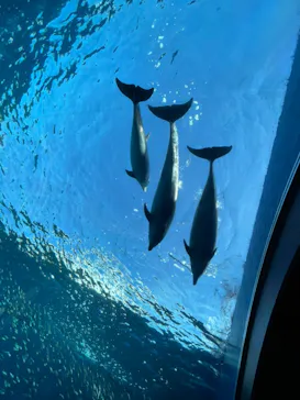 横浜・八景島シーパラダイスに投稿された画像（2022/1/12）