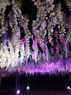 東京メガイルミに投稿された画像（2022/1/13）