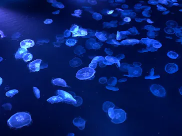 すみだ水族館に投稿された画像（2022/1/13）