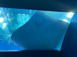 沖縄美ら海水族館に投稿された画像（2022/1/13）