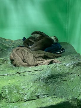 しながわ水族館に投稿された画像（2022/1/13）