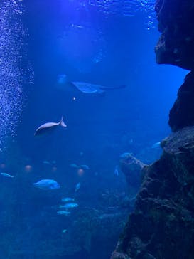 京都水族館に投稿された画像（2022/1/13）