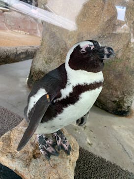 京都水族館に投稿された画像（2022/1/13）