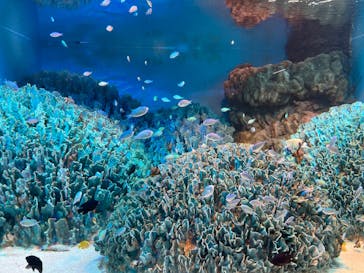 サンシャイン水族館に投稿された画像（2022/1/13）