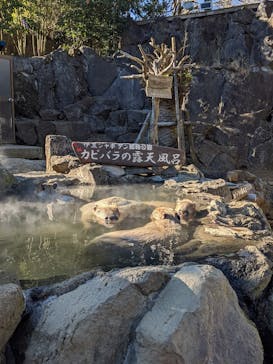 伊豆シャボテン動物公園に投稿された画像（2022/1/14）