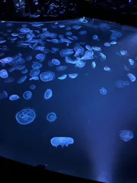 すみだ水族館に投稿された画像（2022/1/14）