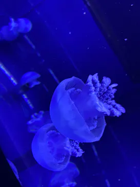 すみだ水族館に投稿された画像（2022/1/14）