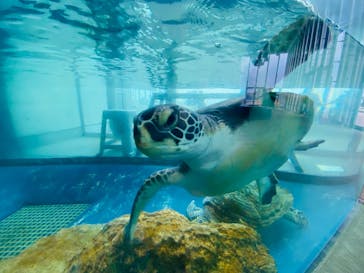 大分マリーンパレス水族館 「うみたまご」に投稿された画像（2022/1/14）