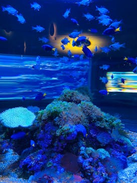 大分マリーンパレス水族館 「うみたまご」に投稿された画像（2022/1/14）