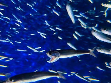 大分マリーンパレス水族館 「うみたまご」に投稿された画像（2022/1/14）