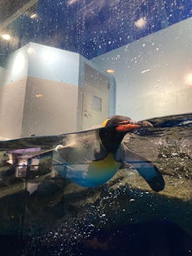 マクセル アクアパーク品川に投稿された画像（2022/1/14）