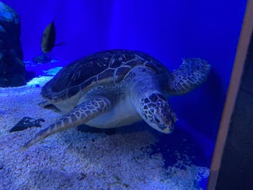 マクセル アクアパーク品川に投稿された画像（2022/1/15）