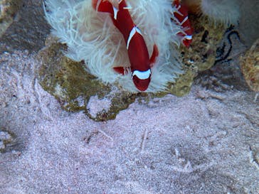 マクセル アクアパーク品川に投稿された画像（2022/1/15）