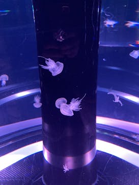 マクセル アクアパーク品川に投稿された画像（2022/1/15）