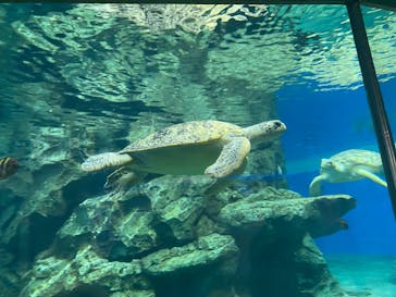 名古屋港水族館に投稿された画像（2022/1/15）