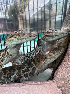 熱川バナナワニ園に投稿された画像（2022/1/15）