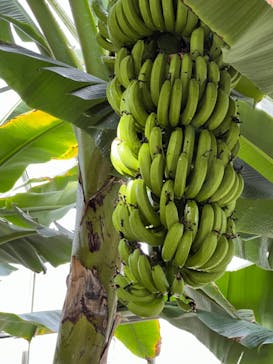 熱川バナナワニ園に投稿された画像（2022/1/15）