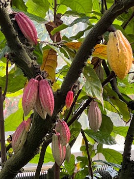 熱川バナナワニ園に投稿された画像（2022/1/15）