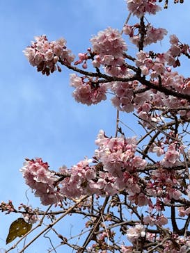 熱川バナナワニ園に投稿された画像（2022/1/15）